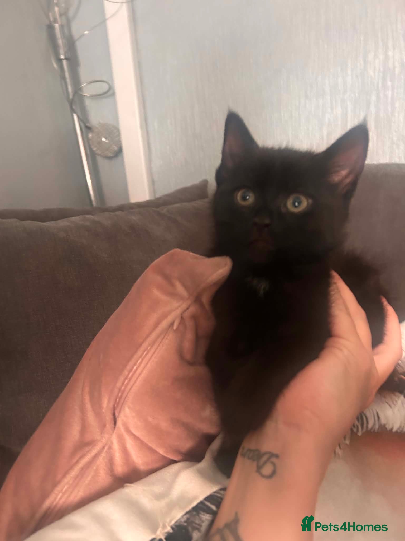 Mixed Breed cats Two Handsome  boys  - Advert 1