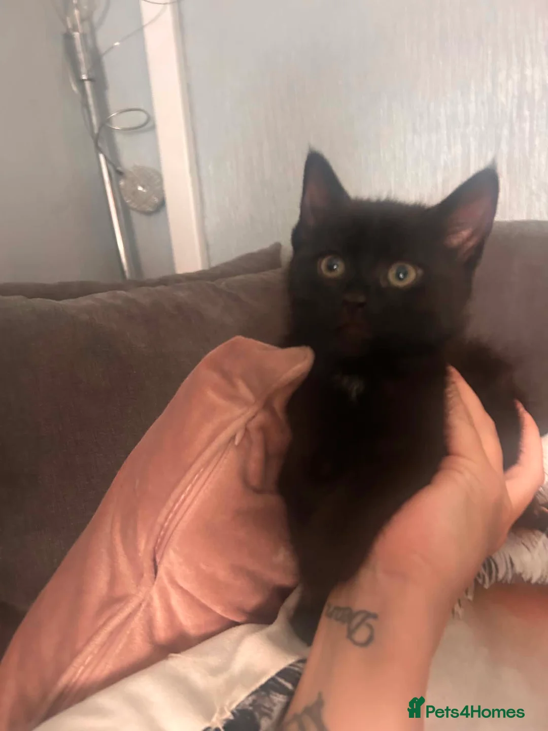 Mixed Breed cats for sale: Two Handsome  boys  - Advert 1