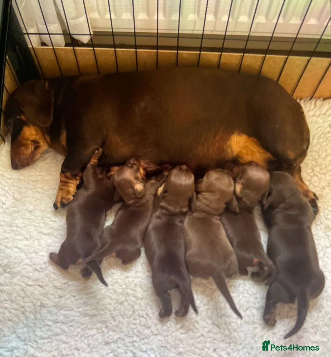 Miniature Dachshund dogs for sale: Choc/Tan Mini Smooth Dachshund Pups in Camborne - Advert 2