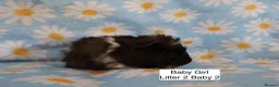 Guinea Pig rodents for sale: A tiny bundle of squeaks and love! in Glossop - Advert 8
