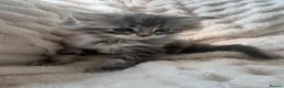 Persian cats for sale: Doll face Persian x Mainecoon gorgeous kittens  - Advert 32