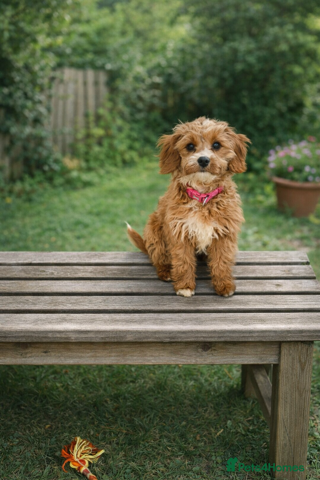 Cavapoo dogs for sale: Cavapoo Puppies FB1 - Advert 1