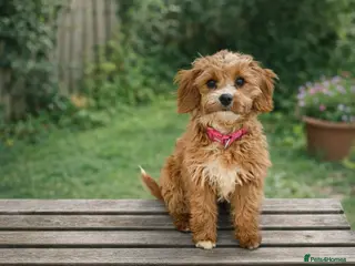 Cavapoo dogs Cavapoo Puppies FB1 - Advert 15