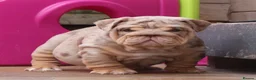 English Bulldog dogs for sale: Gorgeous English Bulldog Pups - Advert 1