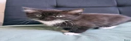 Mixed Breed cats for sale: Beautiful kittens  - Advert 15