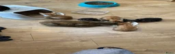 Domestic Shorthair cats for sale: cute Kittens Looking for Their Forever Homes 🐾 - Advert 15