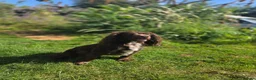 Cocker Spaniel dogs for sale: 4 working cocker spaniel puppies  in Tetbury - Advert 14