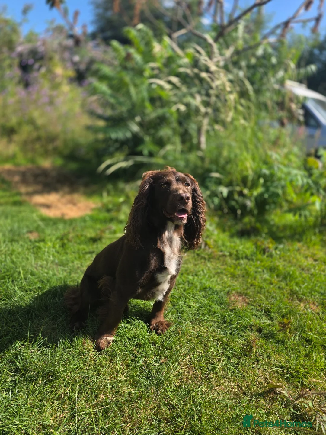Cocker Spaniel dogs for sale: 4 working cocker spaniel puppies  in Tetbury - Advert 14