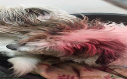 Mixed Breed dogs for sale: Shihtzu jack russel - Advert 2