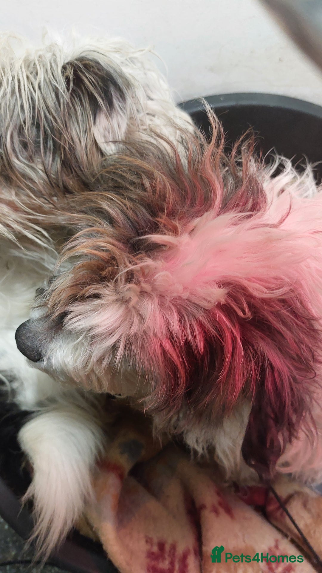 Mixed Breed dogs for sale: Shihtzu jack russel - Advert 2