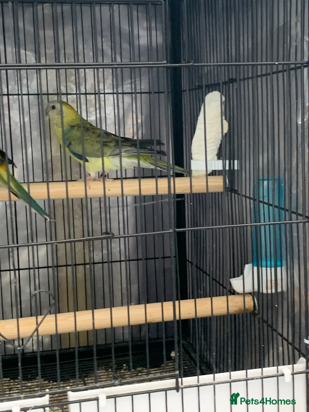 Parrots birds for sale: Red Rumped Parrot - Advert 1