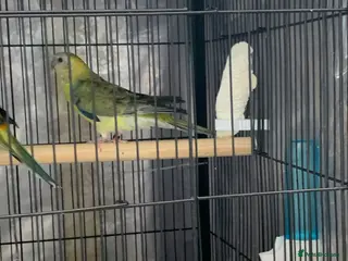 Parrots birds Red Rumped Parrot - Advert 4