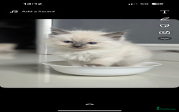 Ragdoll cats for sale: Ragdoll kittens - Image 6