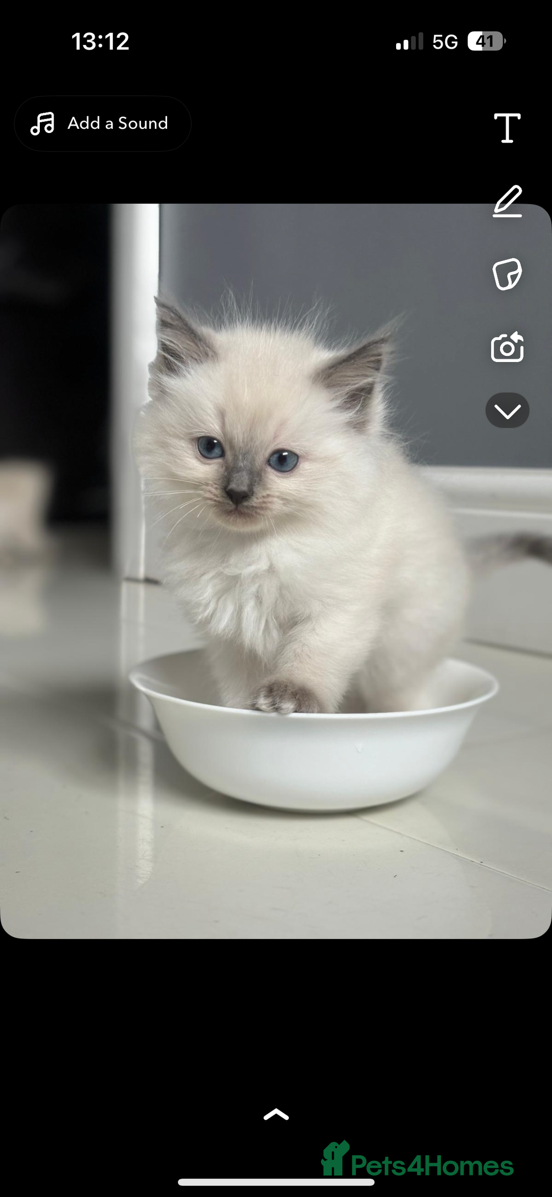 Ragdoll cats for sale: Ragdoll kittens - Image 6