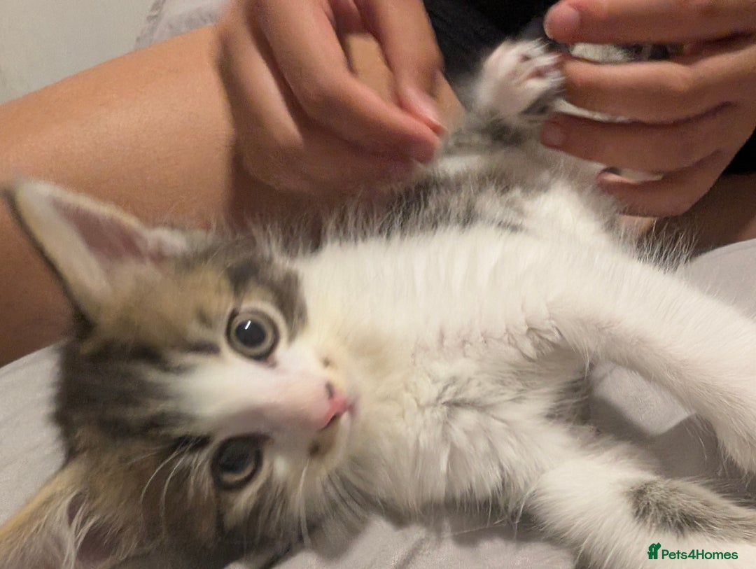 Mixed Breed cats for sale: Ready now - Image 5