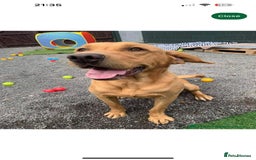 Labrador Retriever dogs for sale: Early Autumn Labrador Puppies - Image 21