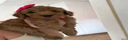 Cavapoo dogs for sale: ** REDUCED - READY NOW ** F1B Cavapoo Puppiess - Advert 24