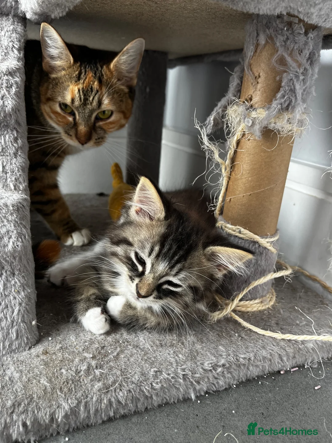 Mixed Breed cats for sale: 5 beautiful kittens ready for their forever home - Advert 12
