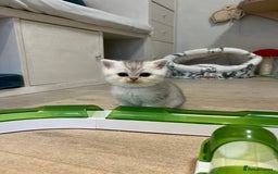 British Shorthair cats for sale: Affectionate lap cats health tested parents  - Image 34