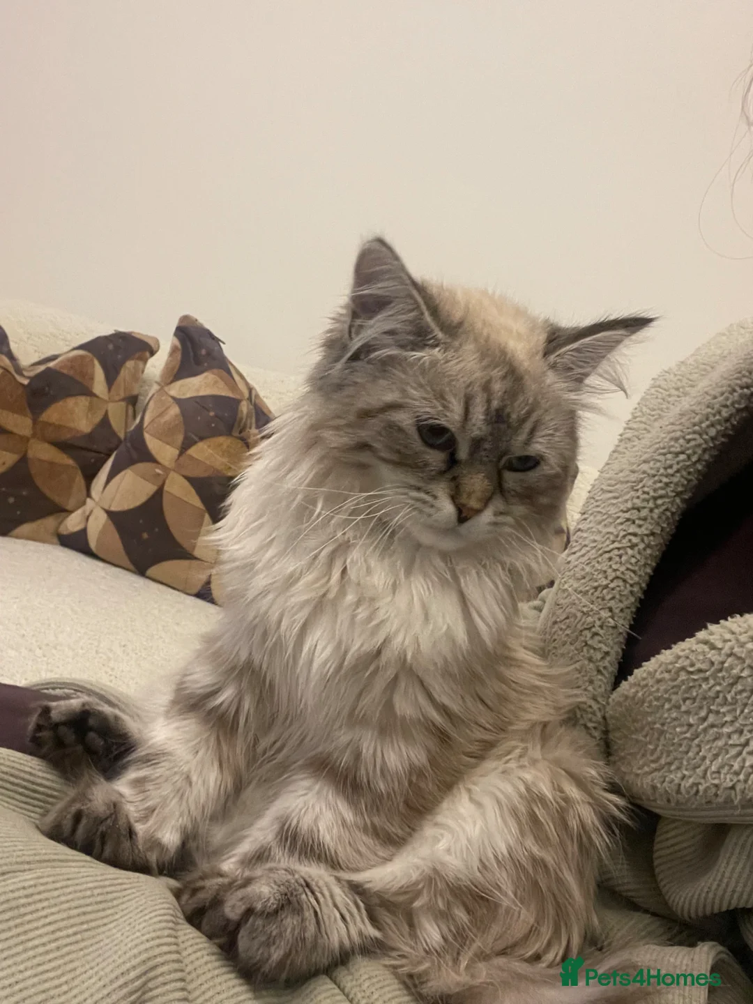 Siberian cats for sale: Coco – Stunning Siberian Female, 9 Months Old - Advert 8
