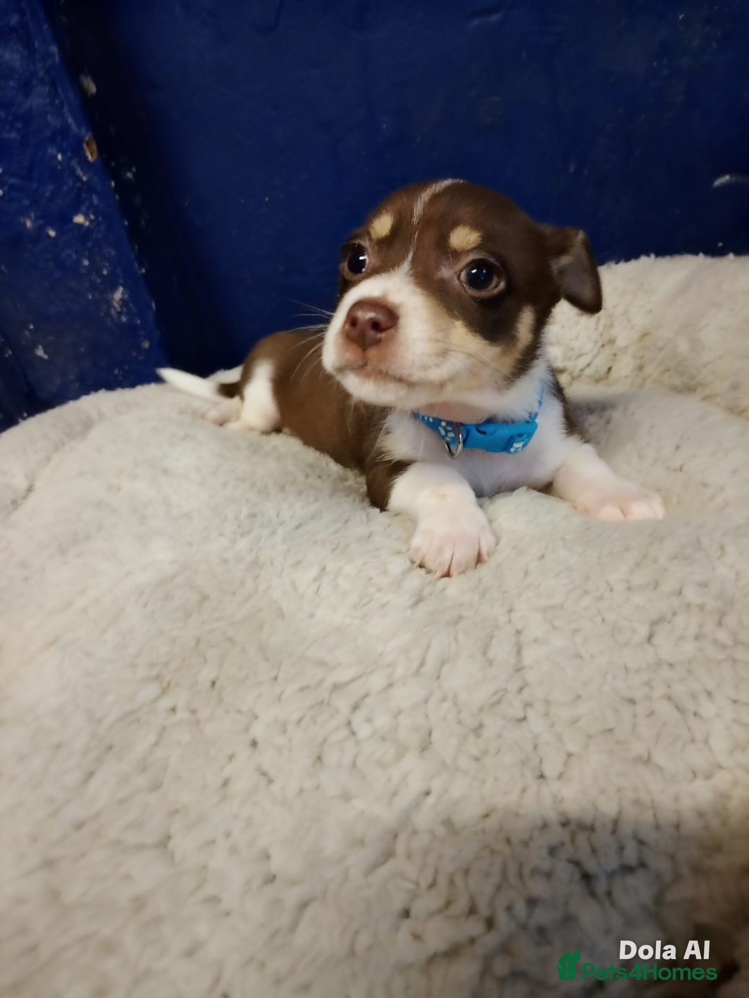 Mixed Breed dogs for sale: Four bueatuful pups forsale  - Advert 2