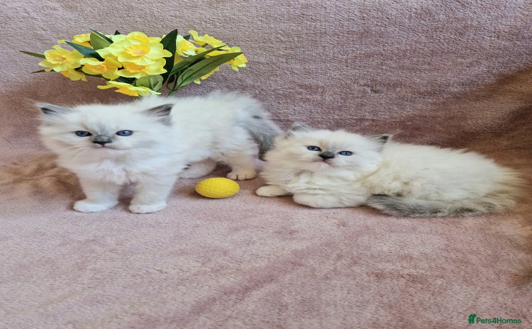 Ragdoll cats - Advert 1