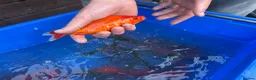 Koi Carp fish for sale: Pond closure  in West Bromwich - Advert 14