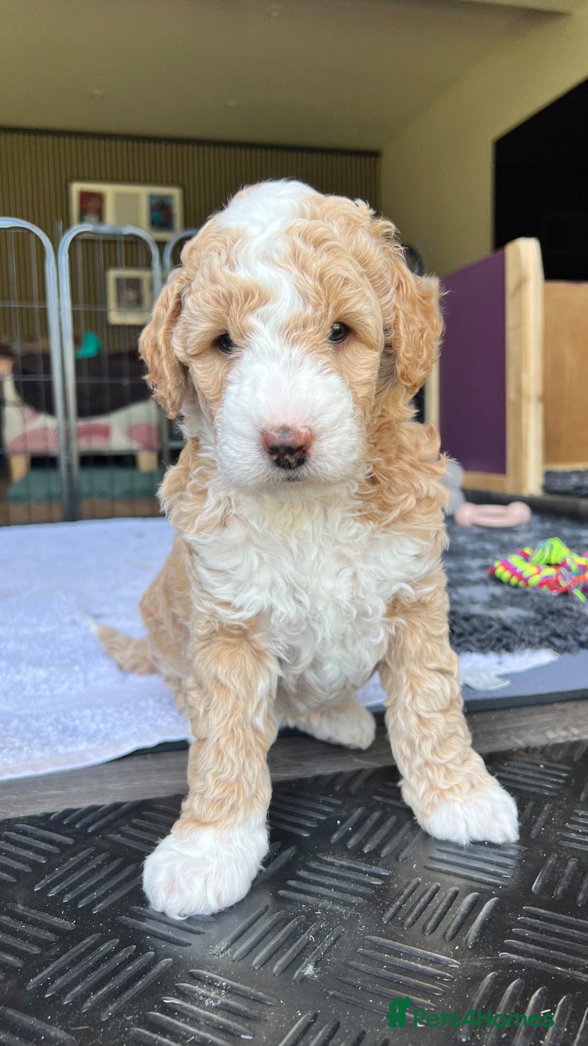 Mixed Breed dogs for sale: Australian Labradoodle Puppies For Sale - Advert 3