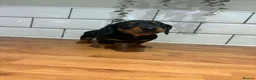 Dachshund dogs for sale: Beautiful dachshund puppies - Advert 18