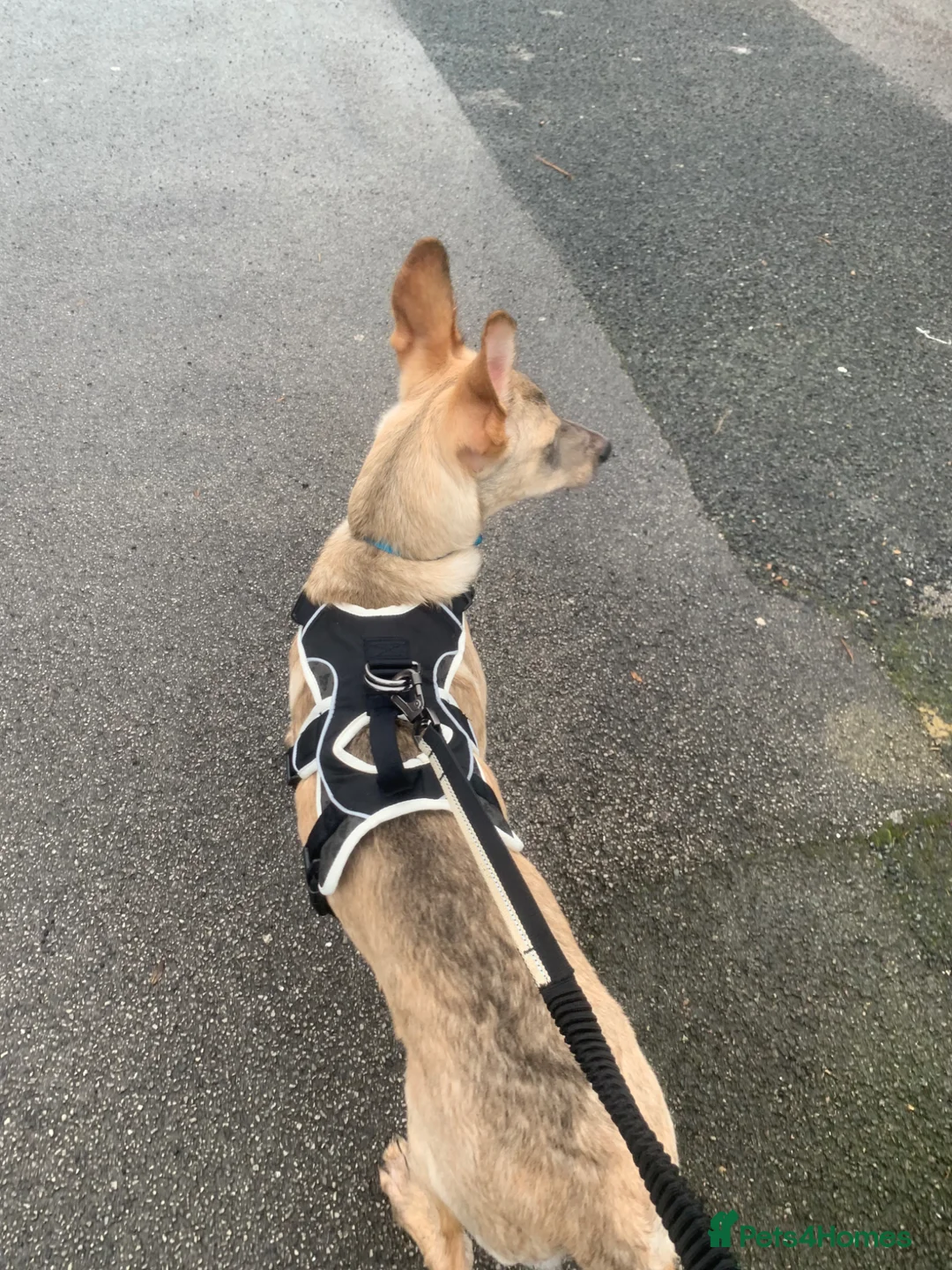 Mixed Breed dogs for sale: German Shepherd x collie  - Advert 2