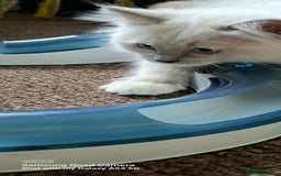 Ragdoll cats for sale: GCCF REG 6 fluffy kittens - Image 4