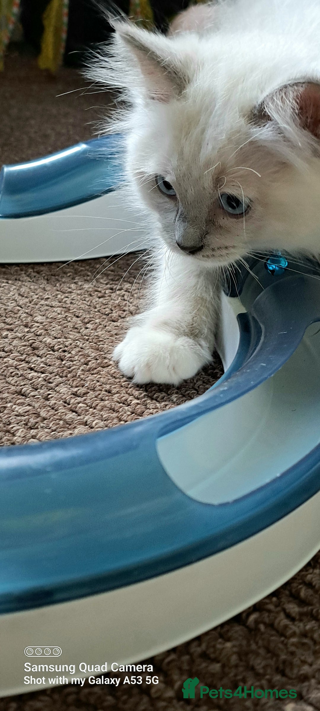 Ragdoll cats for sale: GCCF REG 6 fluffy kittens - Image 4