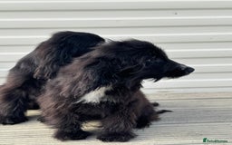 Cocker Spaniel dogs for sale: cocker spaniel two boy puppy’s left - Image 5