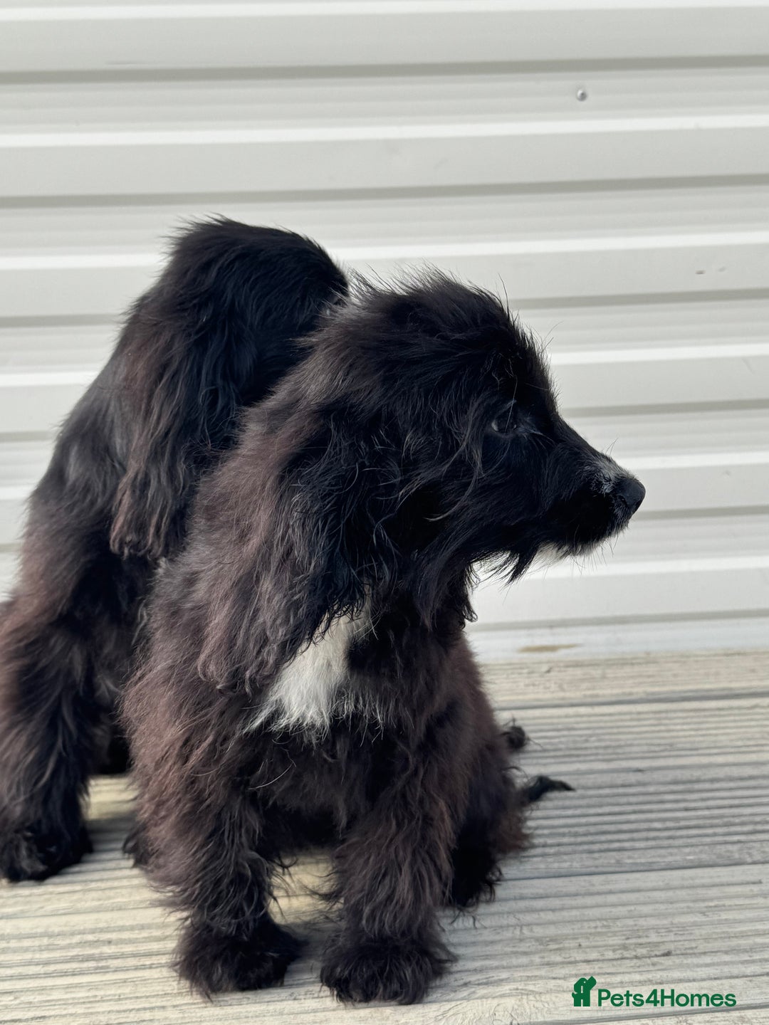 Cocker Spaniel dogs for sale: cocker spaniel two boy puppy’s left - Image 5