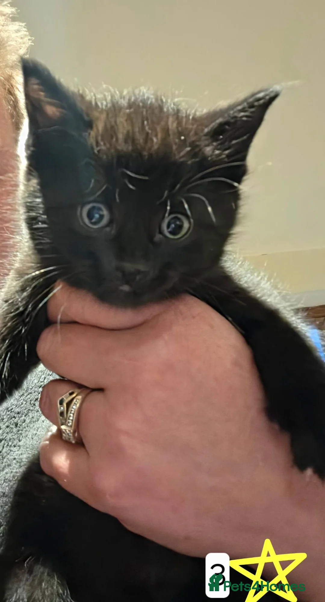 Mixed Breed cats for sale: Beautifully marked b/w kittens brought up in house - Advert 2