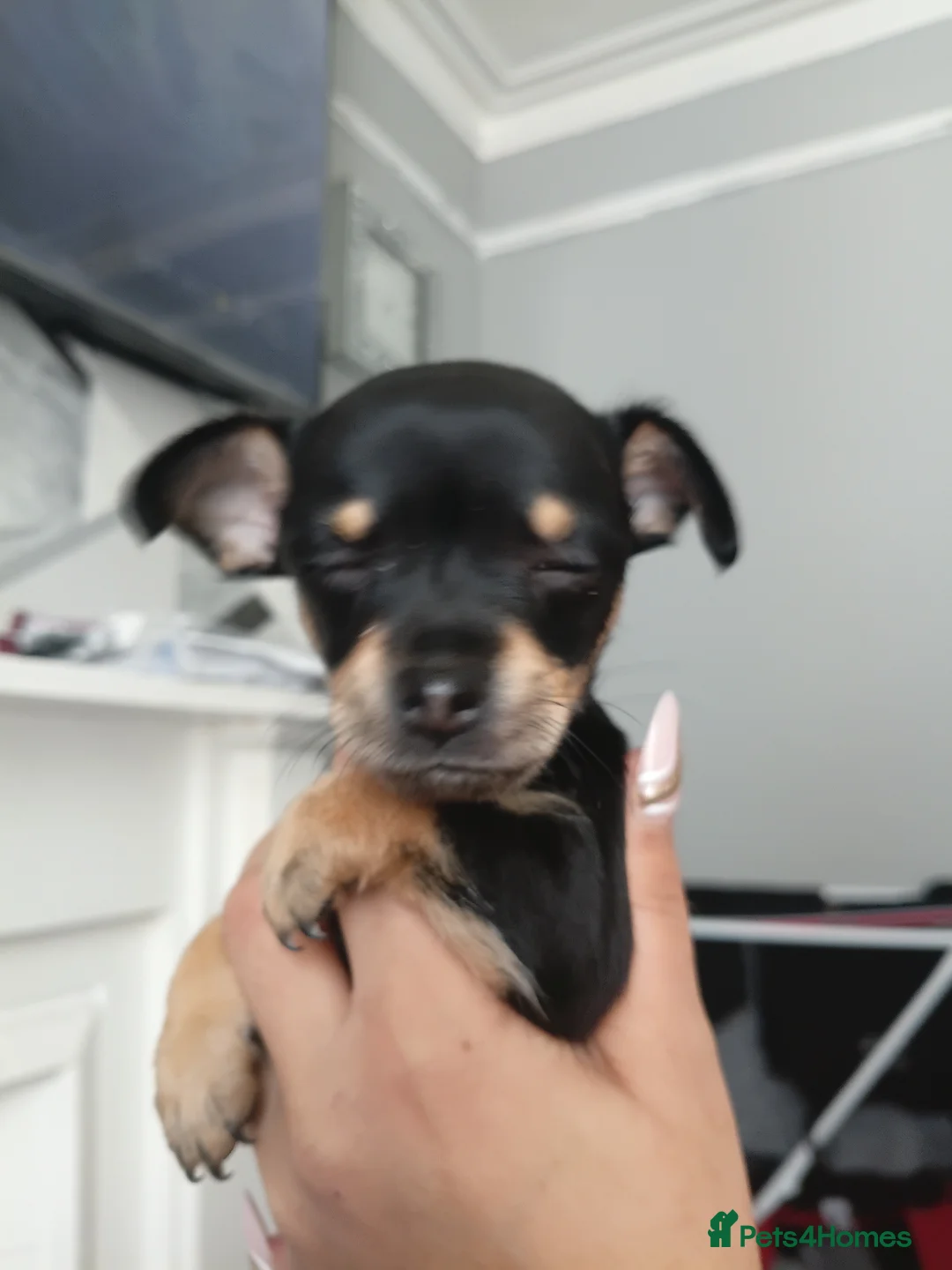 Chihuahua dogs for sale: Miss  - Advert 1
