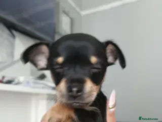 Chihuahua dogs Miss - Advert 1