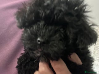 Yorkiepoo dogs Ready now last, perfect tiny beautiful Yorkipoo - Advert 6