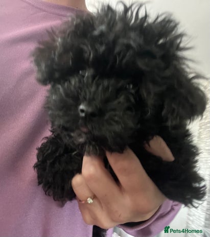 Yorkiepoo dogs Ready now last, perfect tiny beautiful Yorkipoo - Advert 1