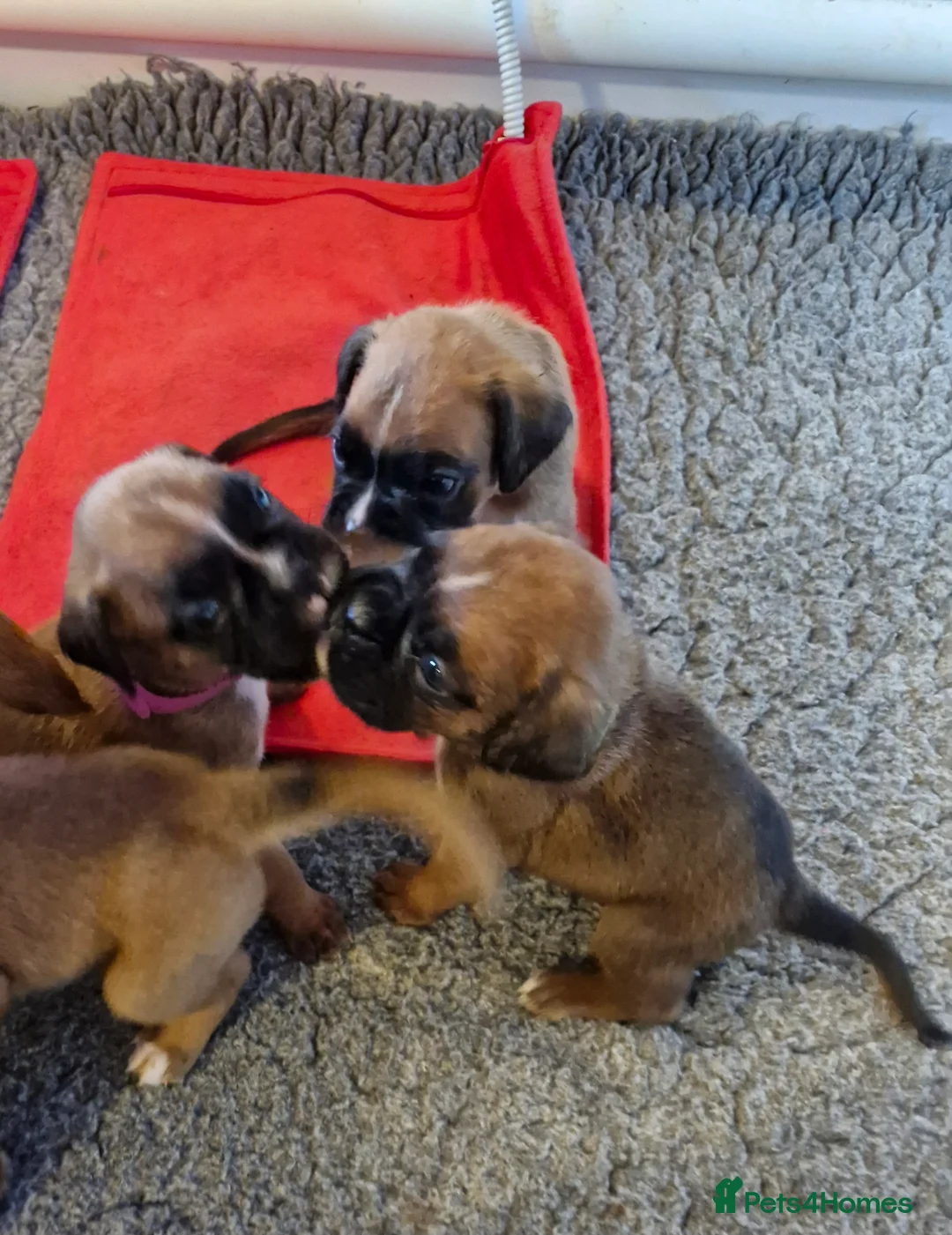 Boxer dogs for sale: STUNNING GORGEOUS KC PUPPIES  - Advert 18