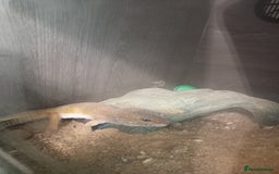 Leopard Gecko reptiles for sale: Leopard Geko plus full set up - Image 2