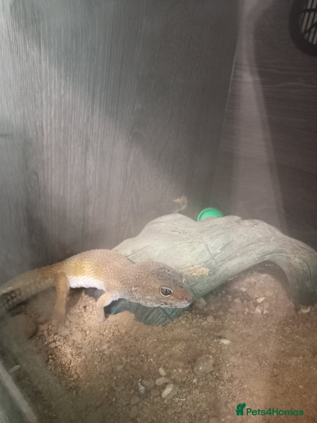 Leopard Gecko reptiles for sale: Leopard Geko plus full set up - Image 2