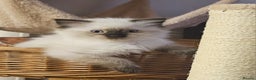 Ragdoll cats for sale: Seal Colourpoint Male - Advert 2