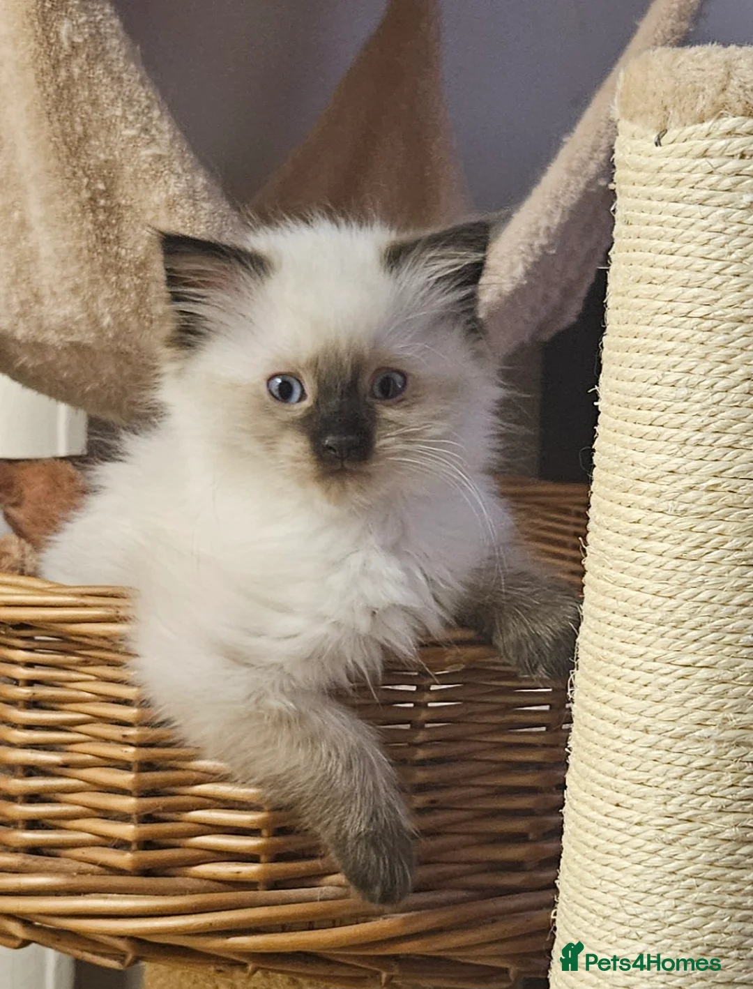 Ragdoll cats for sale: Seal Colourpoint Male - Advert 2