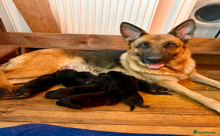 German Shepherd dogs - Advert 1