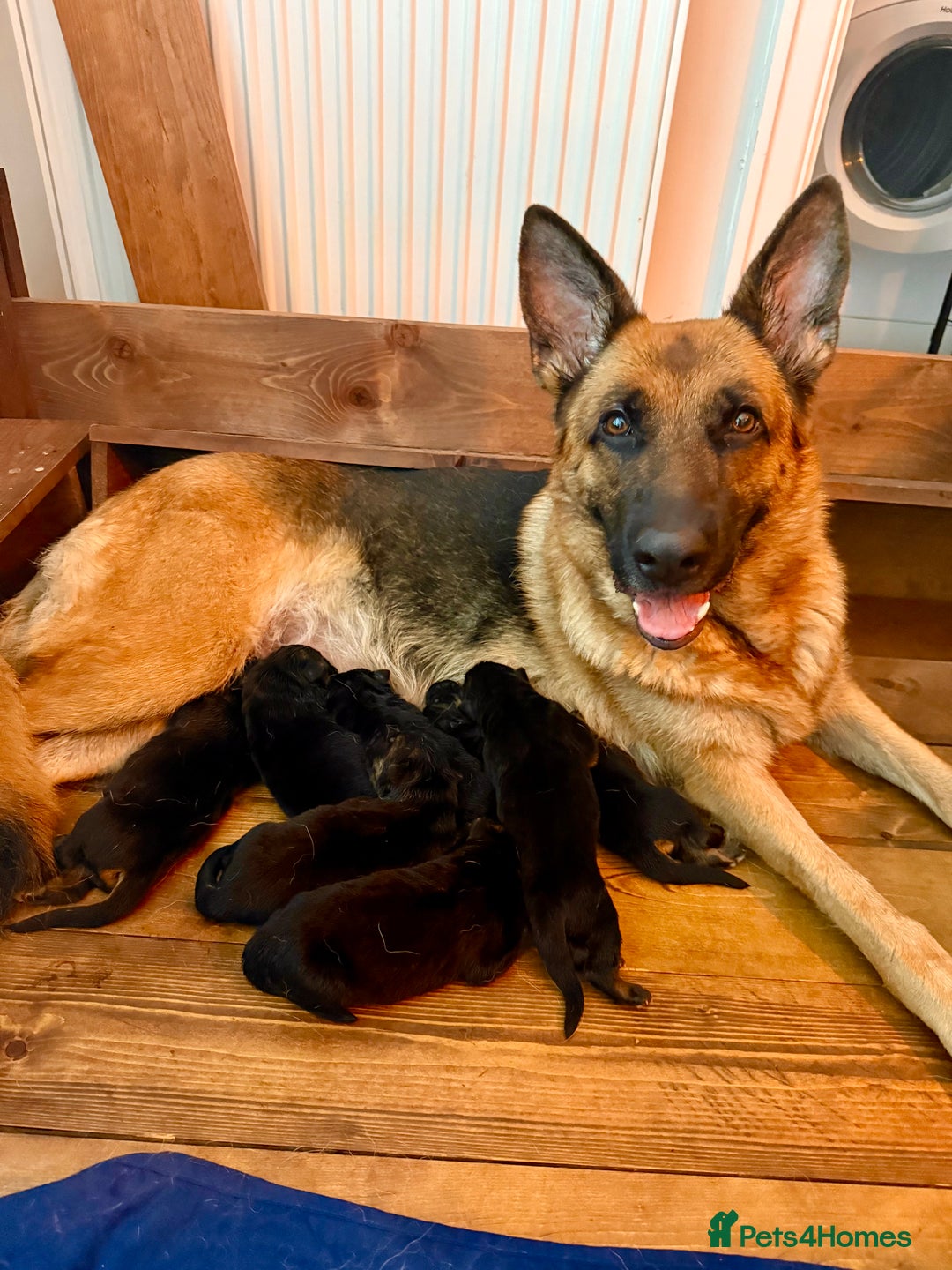 German Shepherd dogs for sale: World champion bloodlines - Image 1