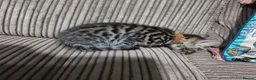 Bengal cats for sale: 2 Male Bengal cross DSH  - Advert 13