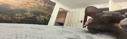 Sphynx cats for sale: 😍Two Beautiful Sphynx Girls😍 - Advert 14
