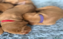 Hungarian Vizsla dogs for sale: KC regarding Hungarian Vizsla puppies - Image 10