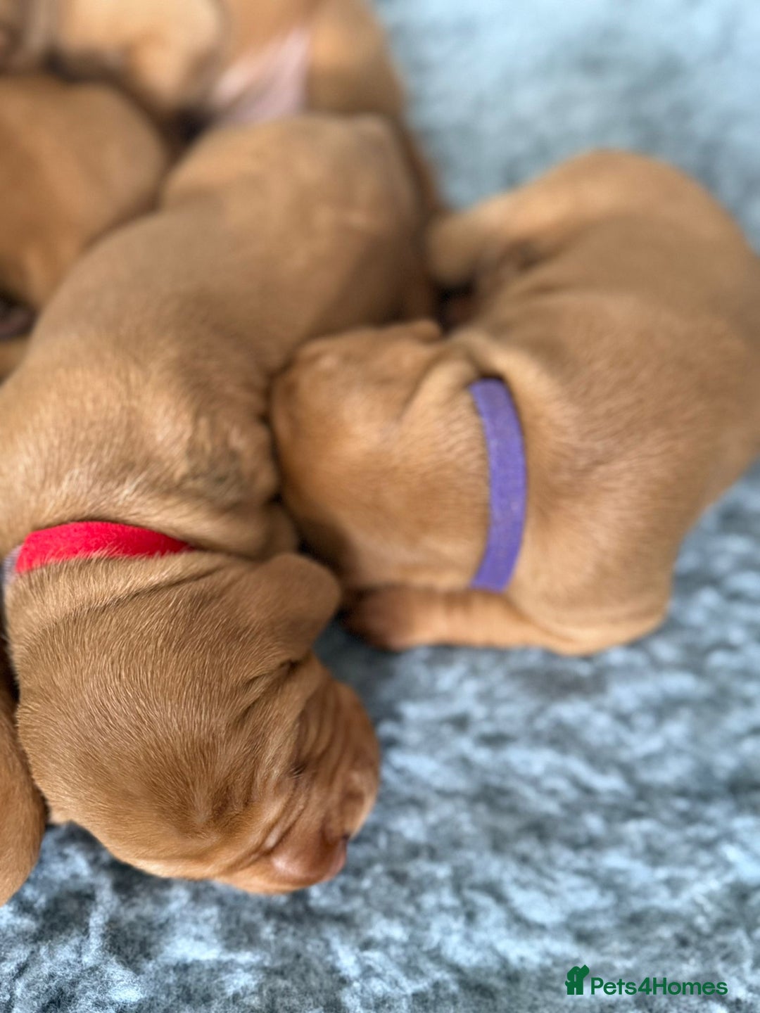 Hungarian Vizsla dogs for sale: KC regarding Hungarian Vizsla puppies - Image 10